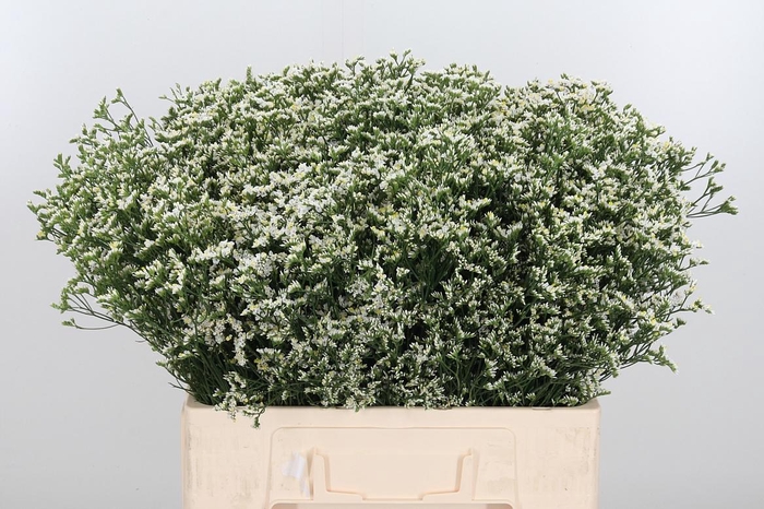 <h4>Lim Sin China White</h4>