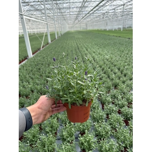 Lavandula duo