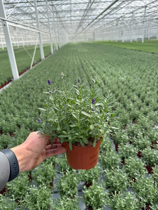 <h4>Lavandula duo</h4>