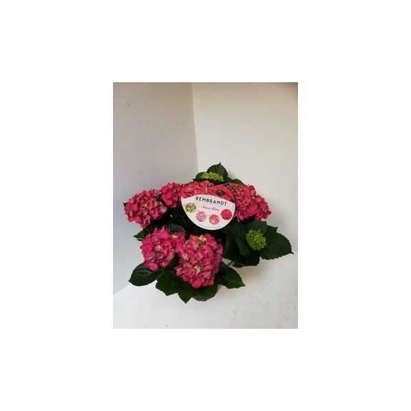 <h4>Hydrangea Rembrand rosso Glory</h4>