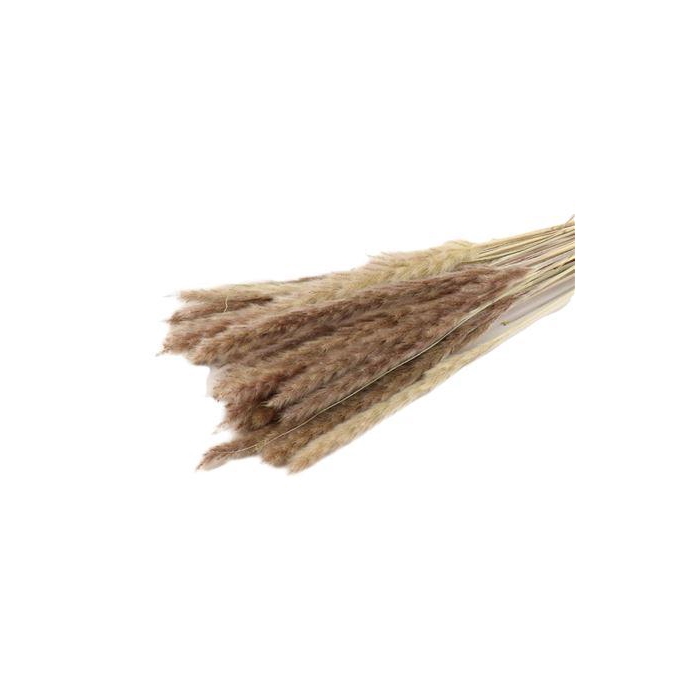 <h4>Bunch Fluffy Pampas 35gr L75</h4>