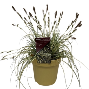 Carex oshimensis Evergold GEEL