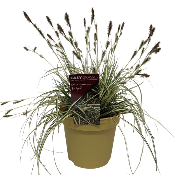 <h4>Carex oshimensis Evergold GEEL</h4>
