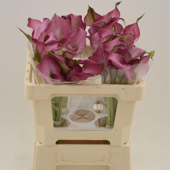 <h4>Calla Zazu | Dubbelbloemig</h4>