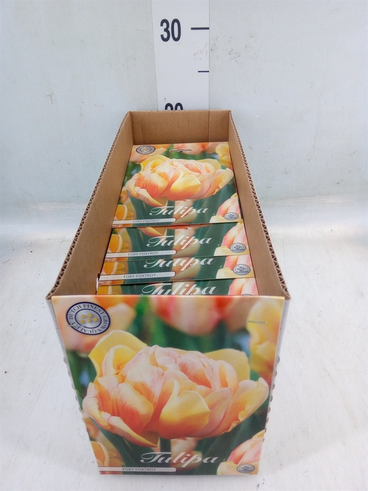 <h4>Tulipa   ...flowerbulbs</h4>