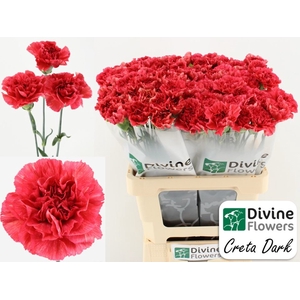 Dianthus ST   ...