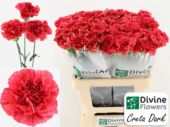 <h4>Dianthus ST   ...</h4>