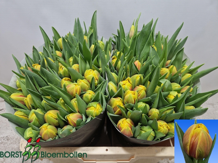 <h4>TU DU VUELTA</h4>