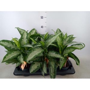 Aglaonema  'Jubilee'