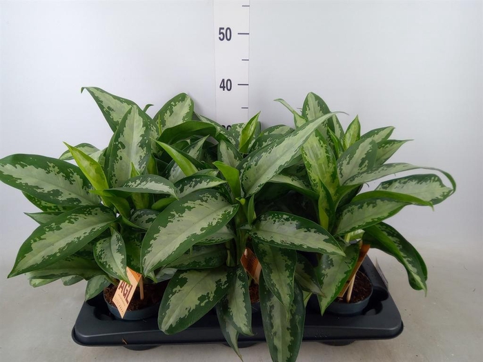 <h4>Aglaonema  'Jubilee'</h4>