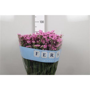 Lim S Fantasia Wings