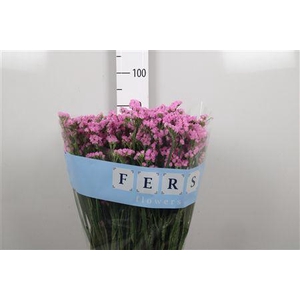 Lim S Fantasia Wings