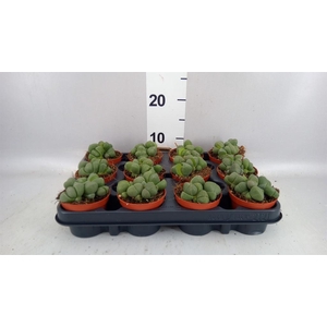 Lithops sp.