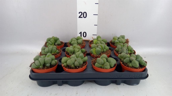 <h4>Lithops sp.</h4>