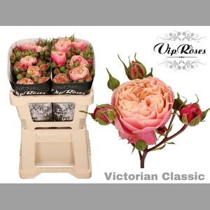R TR VICTOR CLASSIC@