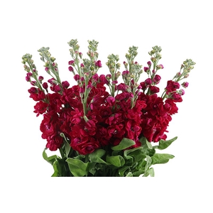 Matthiola Red Extra