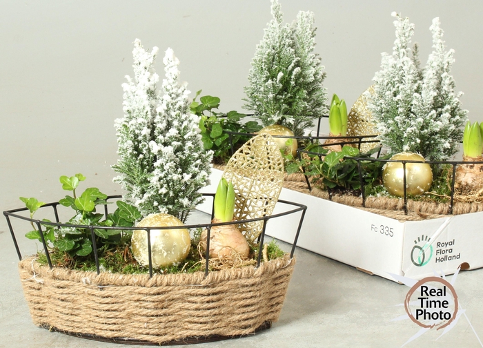 <h4>Arr Kamerpl</h4>