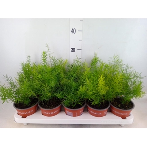 Asparagus dens. 'Sprengeri'