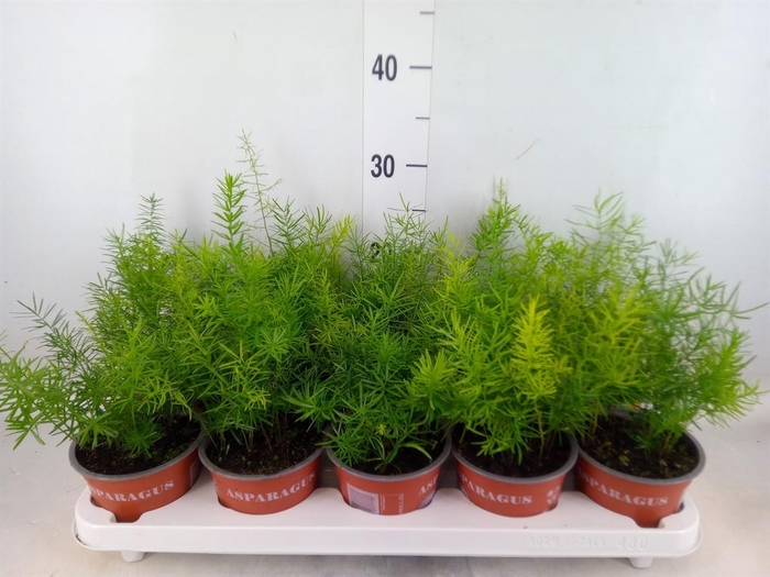 <h4>Asparagus dens. 'Sprengeri'</h4>