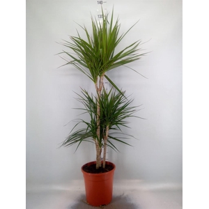 Dracaena marg.