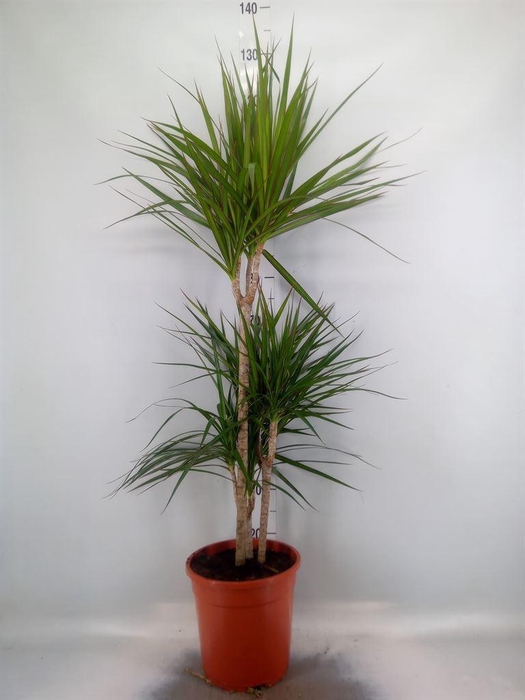 <h4>Dracaena marg.</h4>