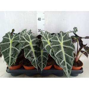 Alocasia amazonica 'Polly'