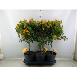 Lantana camara 'Simon Orange'