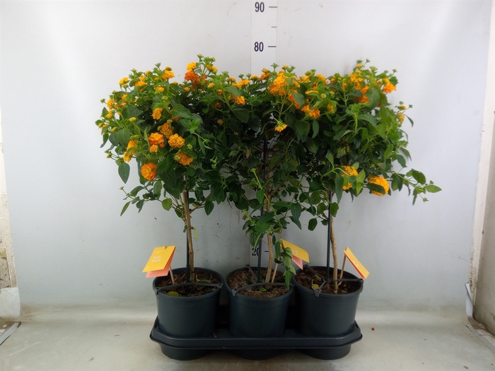 <h4>Lantana camara 'Simon Orange'</h4>