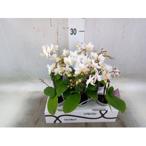 Phalaenopsis   ...mini