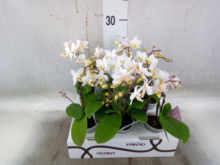 <h4>Phalaenopsis   ...mini</h4>