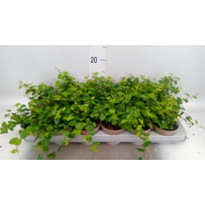 Ficus pumila 'Sunny Green'