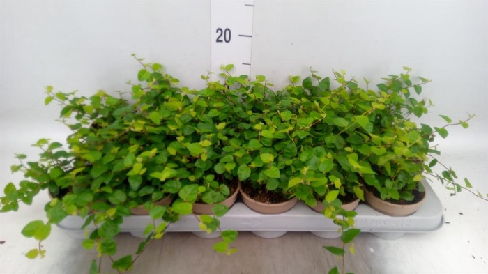 <h4>Ficus pumila 'Sunny Green'</h4>