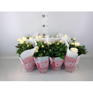 Rosa  'Amorosa Infinity White'