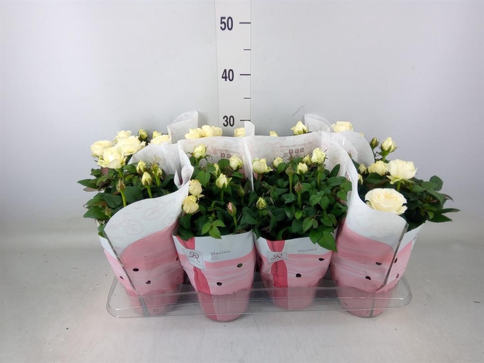 <h4>Rosa 'Amorosa Infinity White'</h4>