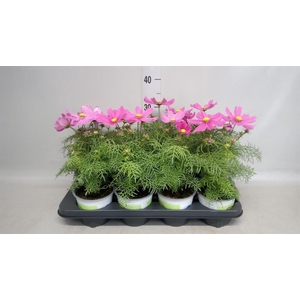 Cosmos bipinnatus 'Casanova Pink'