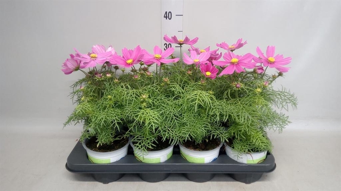 <h4>Cosmos bipinnatus 'Casanova Pink'</h4>