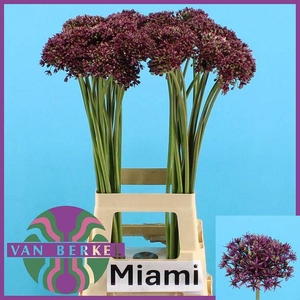 ALLIUM  MIAMI