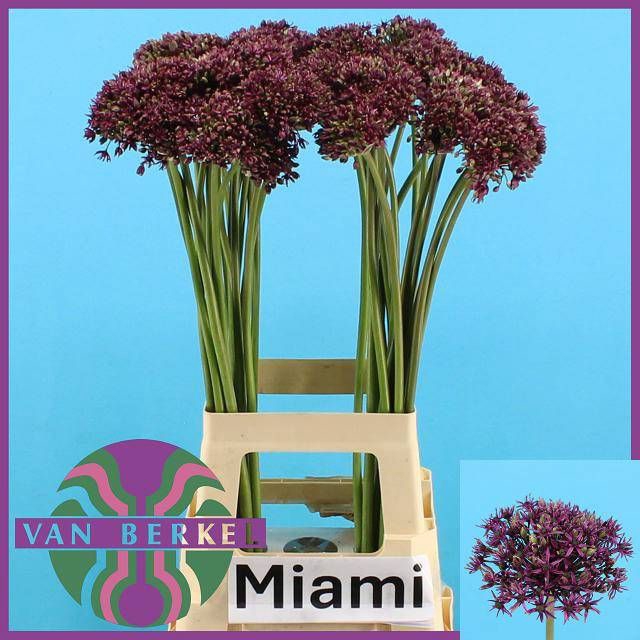 <h4>ALLIUM  MIAMI</h4>