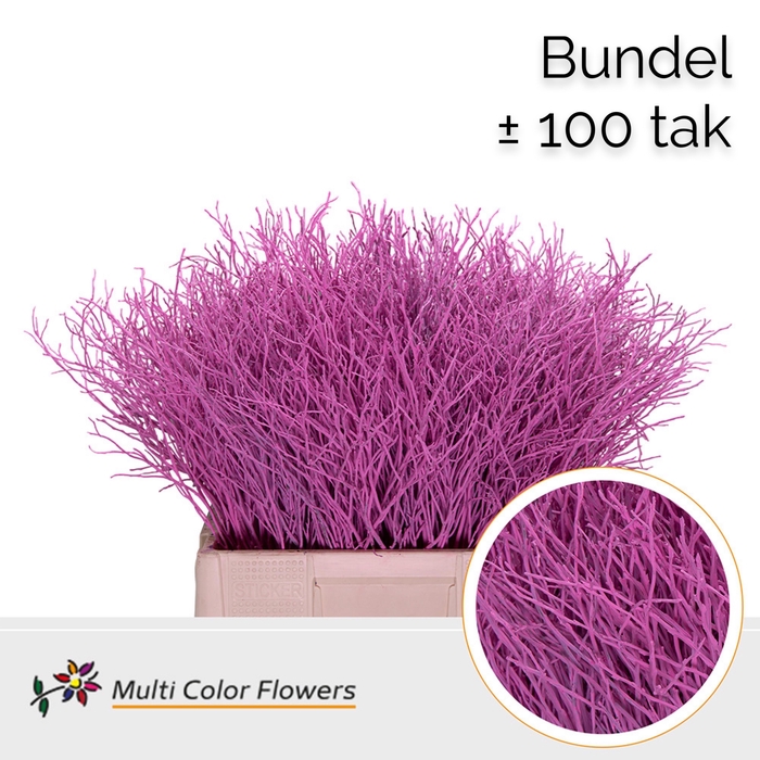 <h4>Heidelbeer (Bundel) Rose Nieuw</h4>