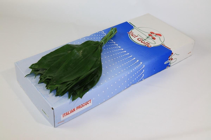 Aspidistra