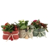 Arrangementen Kerst 6%