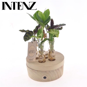 Intenz mix in New York