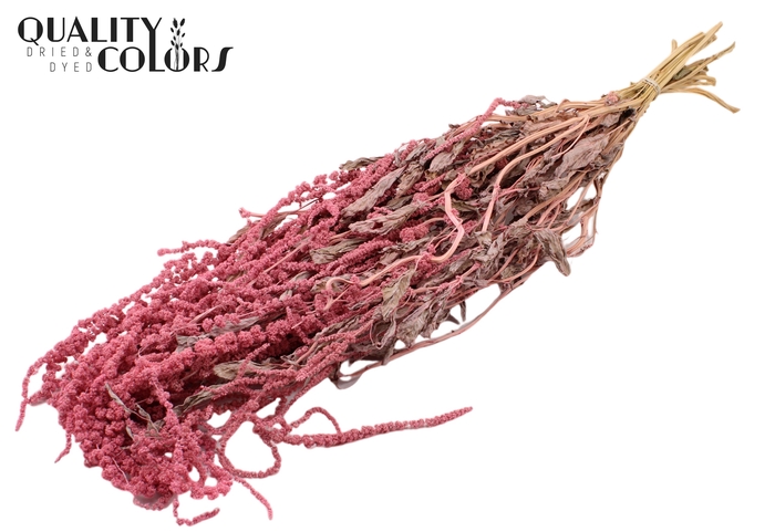 <h4>Hang Amaranthus ±70cm p/bunch Pink</h4>