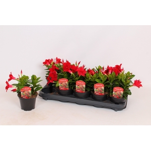 Mandevilla Rio Dark Red