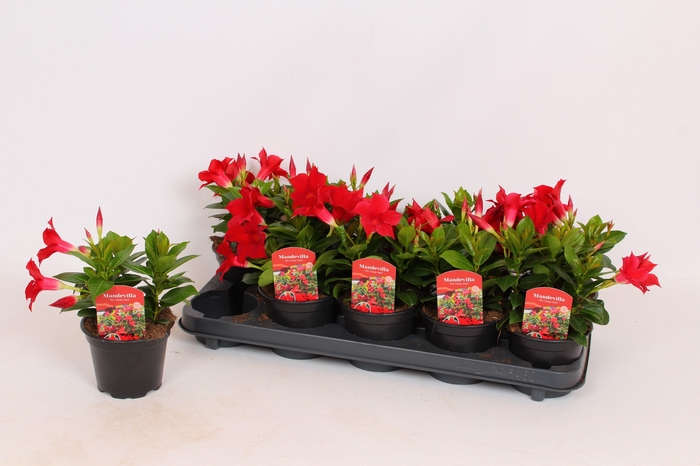 <h4>Mandevilla Rio Dark Red</h4>