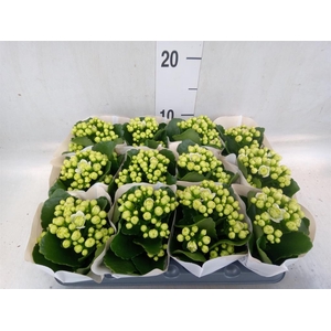 Kalanchoe  'MoreFlow Paris'
