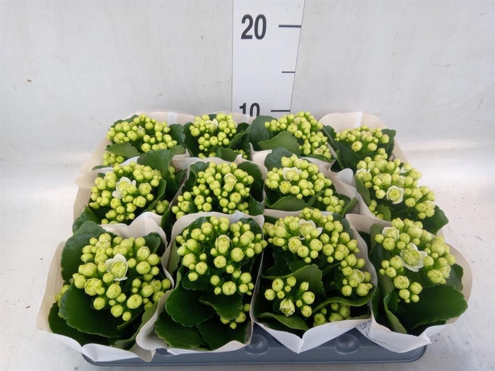 <h4>Kalanchoe  'MoreFlow Paris'</h4>