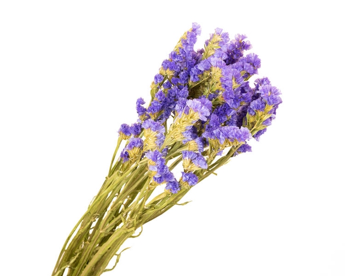 Statice Blue Natural