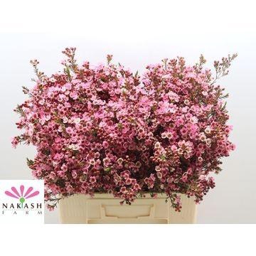 <h4>Cham Sarah Deli</h4>