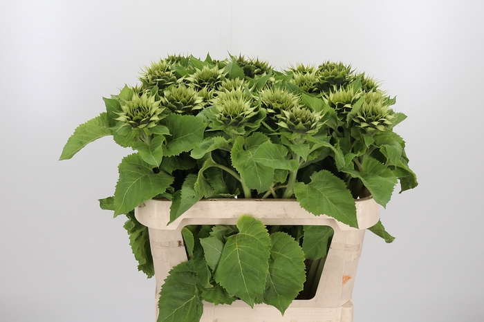 <h4>Helianthus Overig</h4>